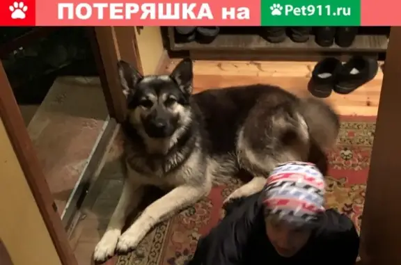 Пропала собака Кобель в Киржачском районе, Владимирская область