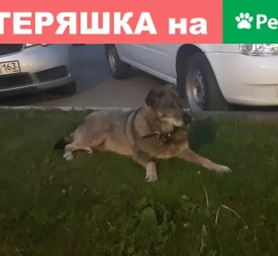 Собака Липа найдена в Тольятти.