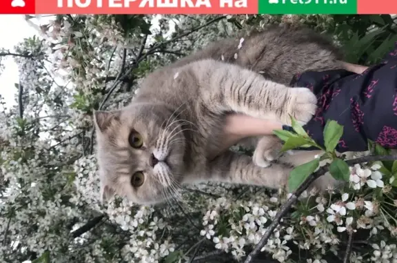 Кошки потеряшки, Вольск, фото: Потеряшка кошка в районе ТЦ Атриум, Вольск