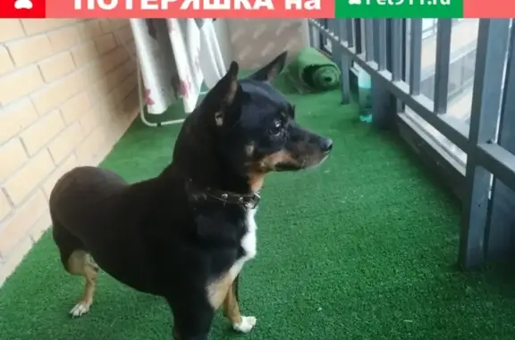 Найдена собака на Суздальском проспекте в СПб
