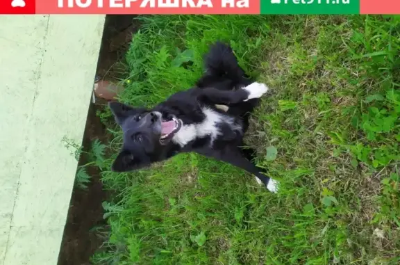 Найдена собака в д. Кануново, Ступинский район