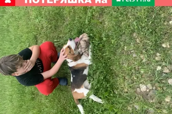 Собака найдена в Кобяково, Московская область