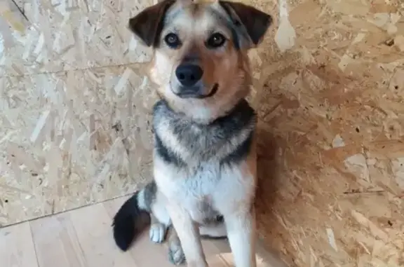 Пропала собака в Боровске, помогите!