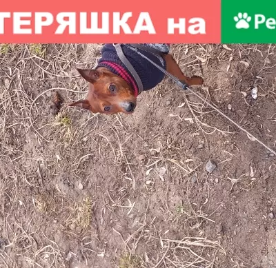 Пропала мини доберман в Новокулево, Башкортостан