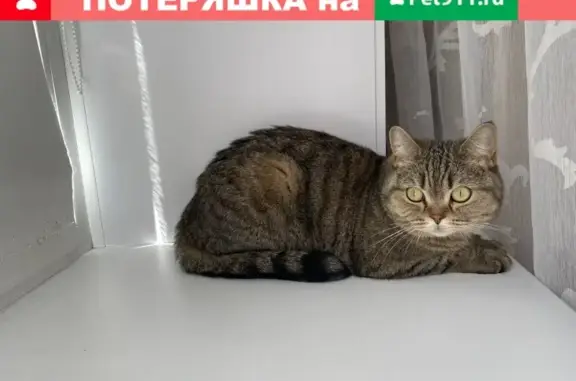 Найдена кошка в центре Иркутска.