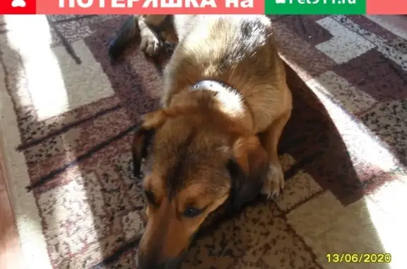 Найдена собака метис таксы в Рыбинске, ищем хозяев!