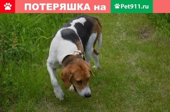 Найдена собака в Рязанской области, ищет новый дом
