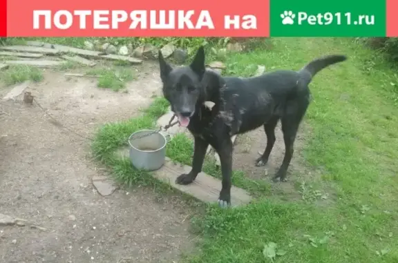 Пропала собака Бим в Ржеве, Путеец