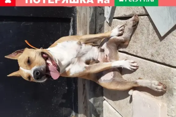 Пропала собака Кейси в деревне Верховье, Калужская область