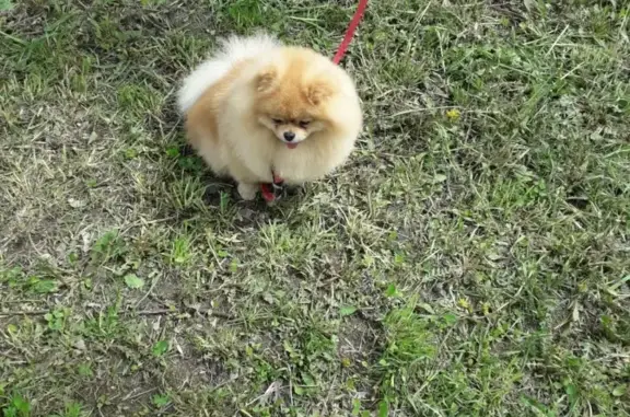 Пропала собака Сёма в деревне Чернево, Московская область
