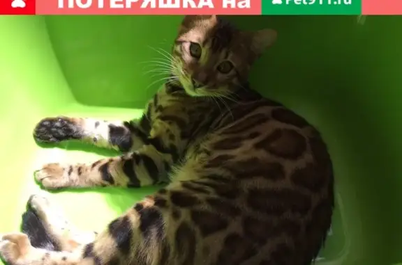Пропала кошка Оскар, бенгальской породы, Белгород