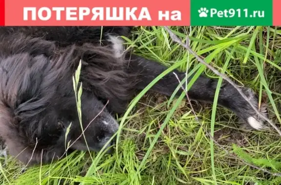 Найдена собака в Пушкино, Московская область