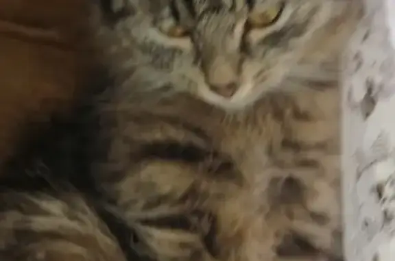 Кошки потеряшки, Санкт-Петербург, фото: Потеряшка кошка с ул. Софийская 48к2, Кот 10 мес, пушистый полосатик.