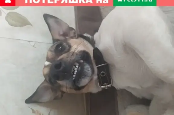 Пропала собака породы Джек Рассел терьер в Московской области, деревня Макарово.