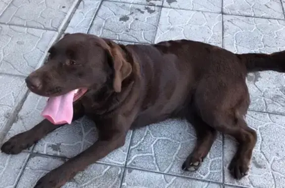 Найдена собака Лабрадор в Томске
