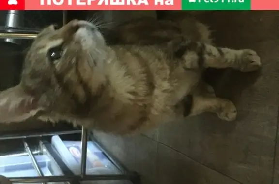 Найден кот в ДСК Мичуринец, Москва