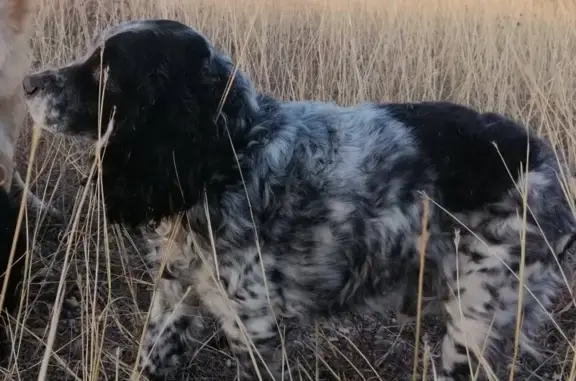 Потерянные животные , фото: Пропал пожилой спаниель в Лозовое 3, Симферопольский р-н