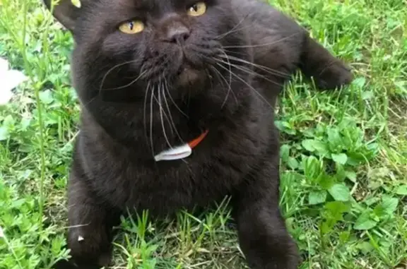 Пропала кошка в Летово-2, ошейник оранжевый, шоколадный окрас
