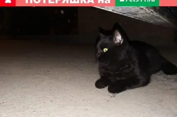 Кошка на ул. Адоратского, 51 бегает около школы