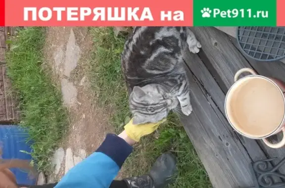 Найдена мраморная кошка в Дорохово, Московская область