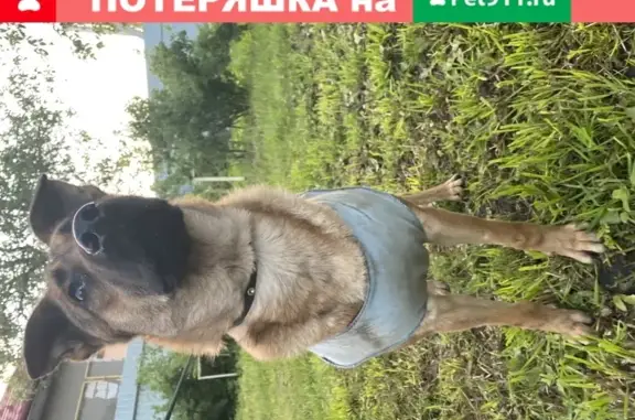 Найдена собака в Твери, улица Коробкова, 26