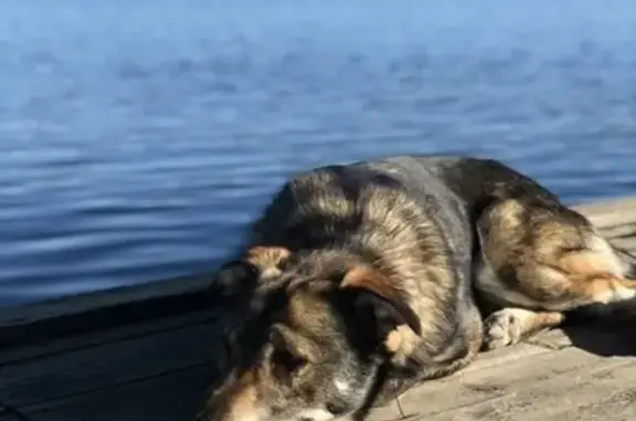Собака Мальчик найдена возле базы отдыха 