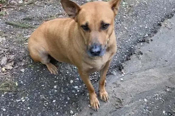 Найдена собака на Ильинском шоссе, ищем хозяев!