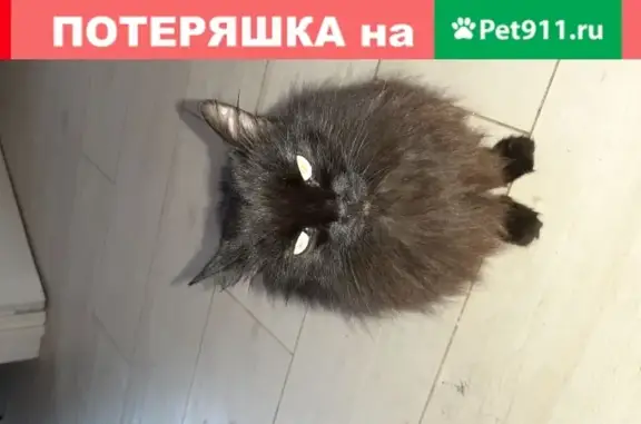 Пропала кошка Лиза в Волгодонске 13.06.2020.