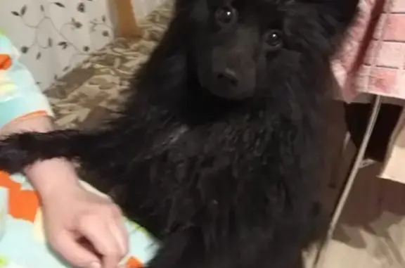 Найдена собака в Одинцовском районе, С НТ 