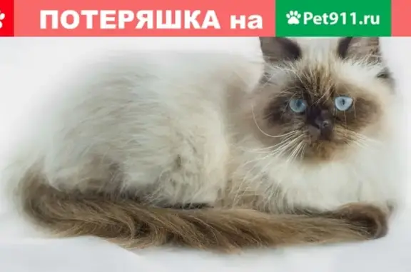 Кошки потеряшки, Санкт-Петербург, фото: Потеряшка кошка на проспекте Солидарности, 10к1 (30 символов)