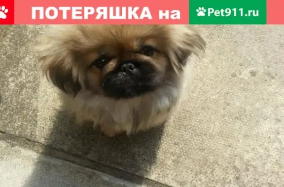 Пропала собака в ошейнике на ул. Ульяновых, Рыжий кобелек, 1,5 года