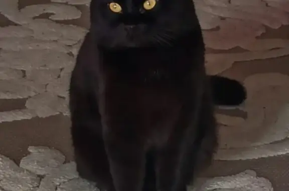 Найден черный вислоухий кот в Краснодаре