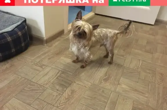 Найдена собака в Пушкинском городском округе