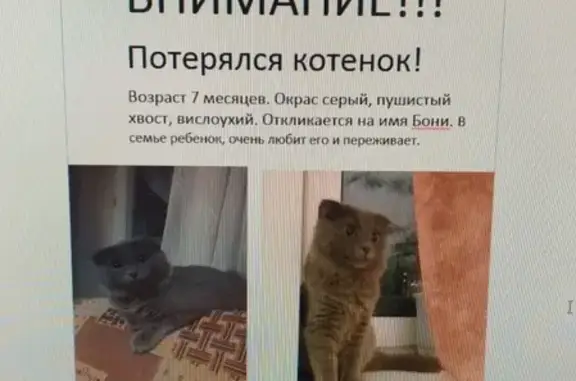 Пропал котенок в Баранцевском СНТ Мукомол