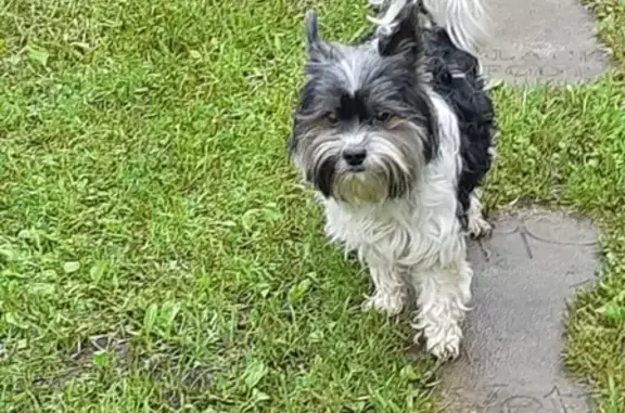 Потерянные животные Конаково, фото: Пропала собака Масик в СНТ Юбилейное, Конаково