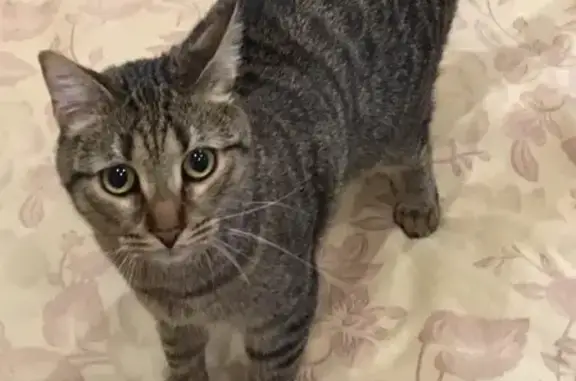 Кошки потеряшки, Санкт-Петербург, фото: Потеряшка кошка Барсик в Мельниковском поселении