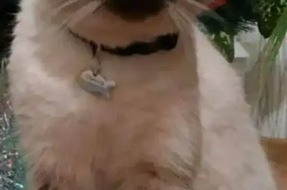 Кошки потеряшки, , фото: Потеряшка кот 