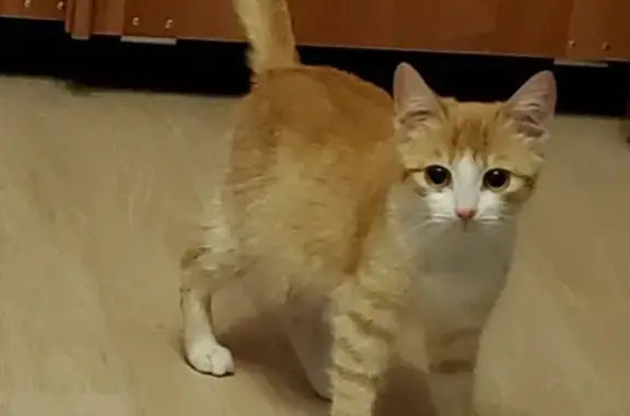 Потерянные животные Конаково, фото: Пропала кошка Тома в Конаково, ул. Первомайская 20А