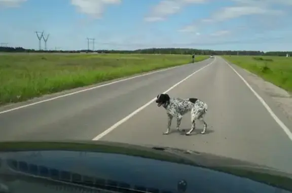 Собака найдена на Полтавском шоссе, Балашиха.
