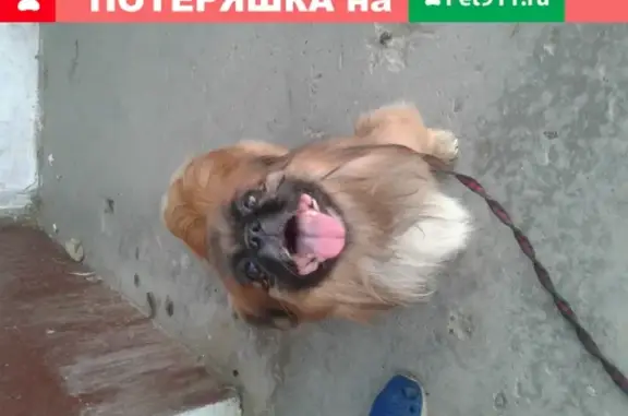 Собака найдена у ГРЭС строителей в Чите