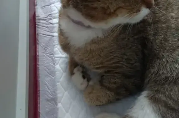 Найден кот с проблемами лап в Обнинске, пр-т Ленина, 129