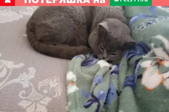 Пропал кот Марсель на улицах Каляева и Головатого в Краснодаре