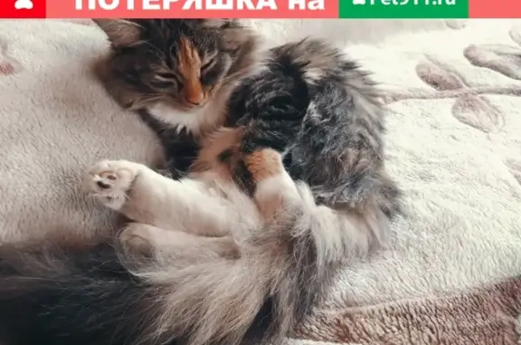 Потерянные животные Черногорск, фото: Пропала кошка в Черногорске, район Бастион