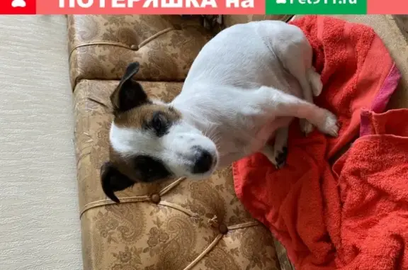 Пропала собака Боня, Москва, Белореченская улица, 24