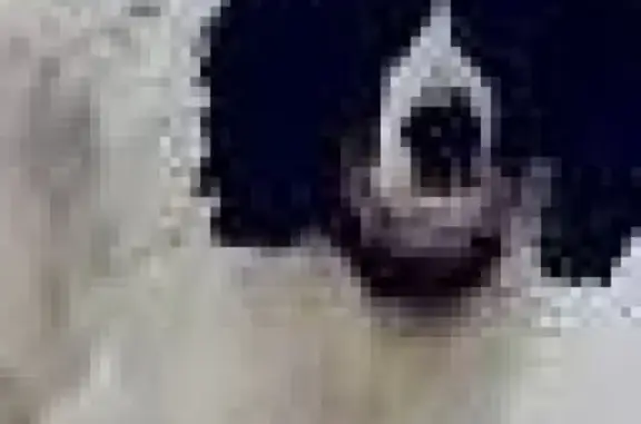 Собаки потеряшки, Барнаул, фото: Потеряшка собака Русский спаниель в Барнауле