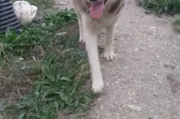 Собака хаски с хромой лапкой найдена в Геленджике