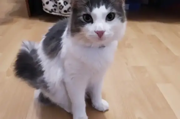 Кошки потеряшки, Санкт-Петербург, фото: Потеряшка кот на Ново-Александровской улице