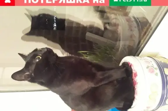 Пропала кошка Кот черный в Краснодаре, ул. Невкипелого 24/2лит2