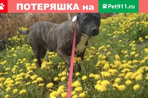 Пропала собака Бак в Садовом товариществе на улице Гадиева