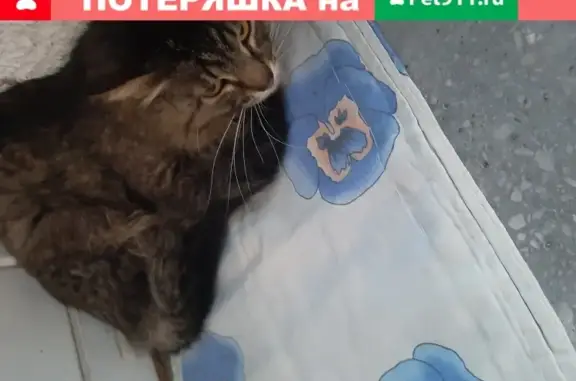 Найдена пятнистая кошка на ул. Твардовского, Балашиха